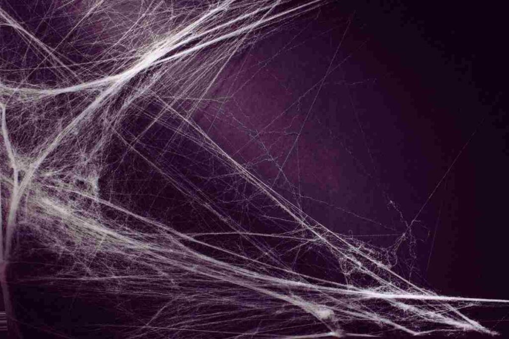 Addio ragnatele, solo così le elimini per sempre