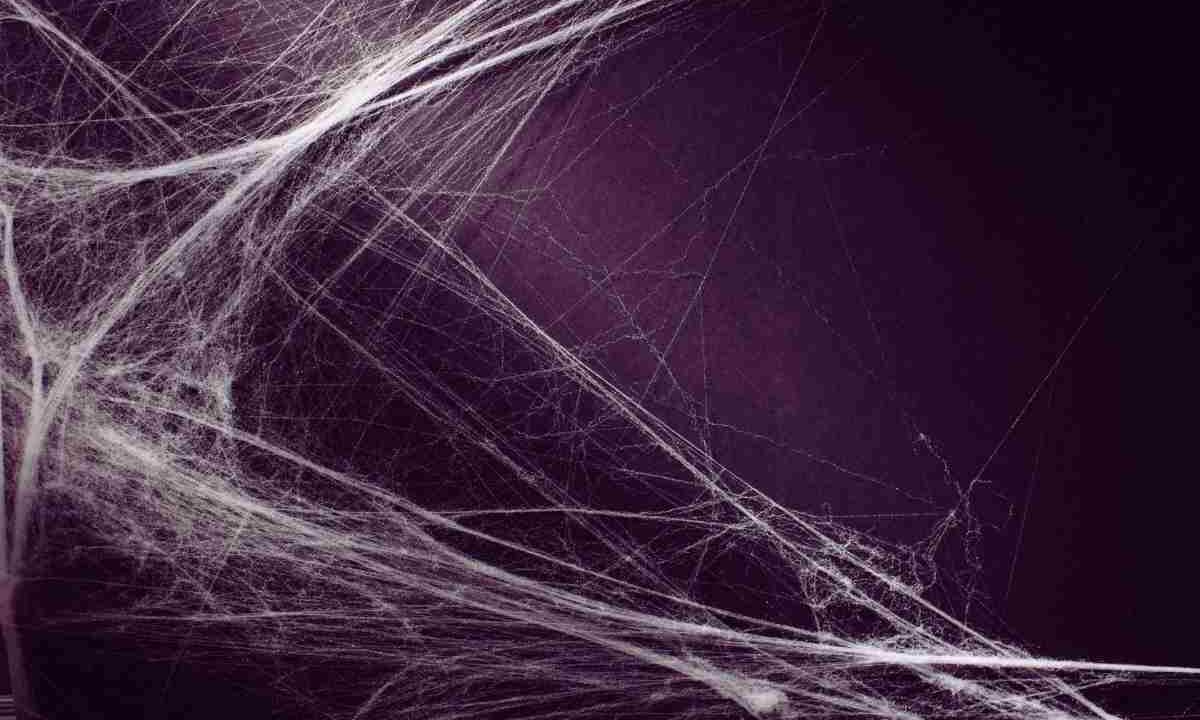 Addio ragnatele, solo così le elimini per sempre