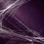 Addio ragnatele, solo così le elimini per sempre