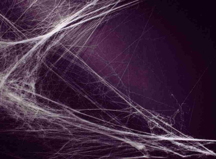 Addio ragnatele, solo così le elimini per sempre