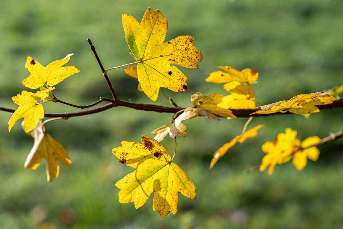 foglie gialle chiodi limone