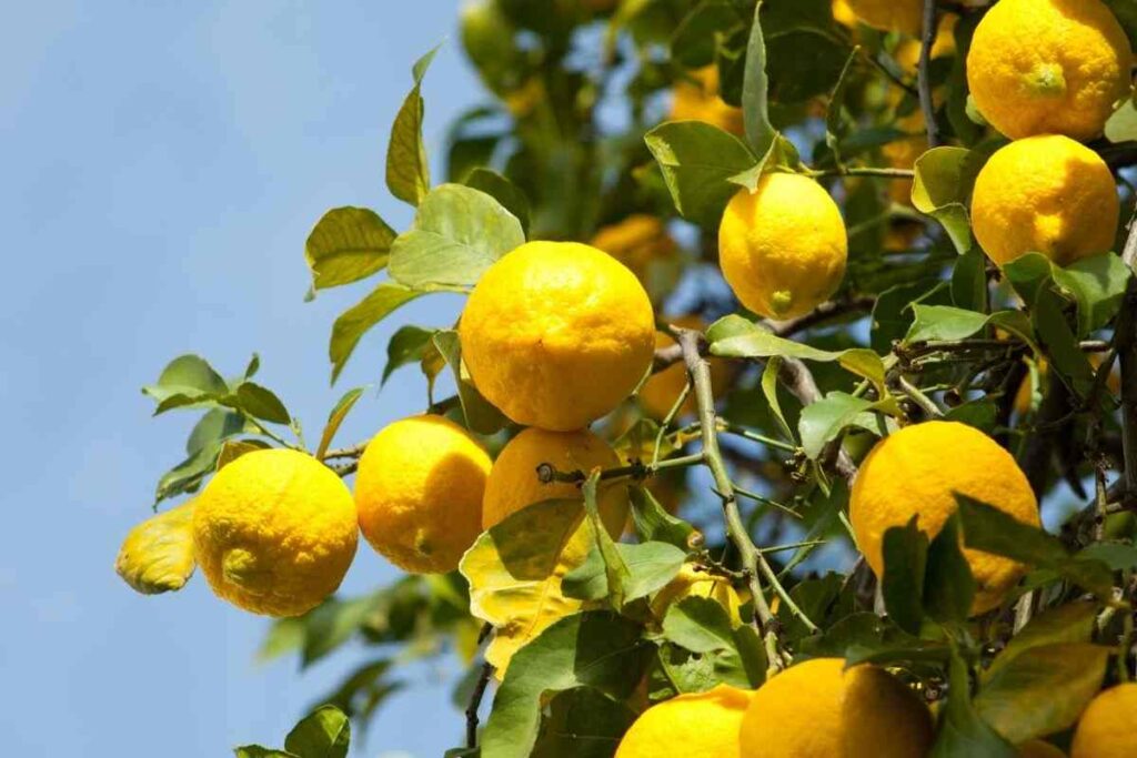 limone chiodi cura piante