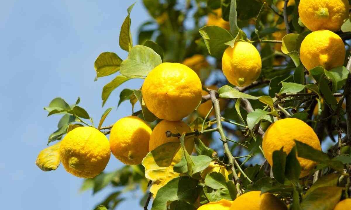 limone chiodi cura piante