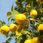 limone chiodi cura piante