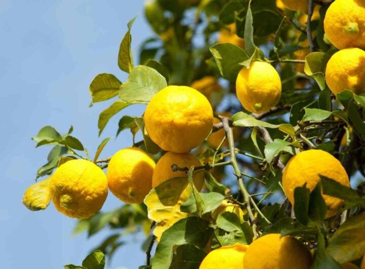 limone chiodi cura piante