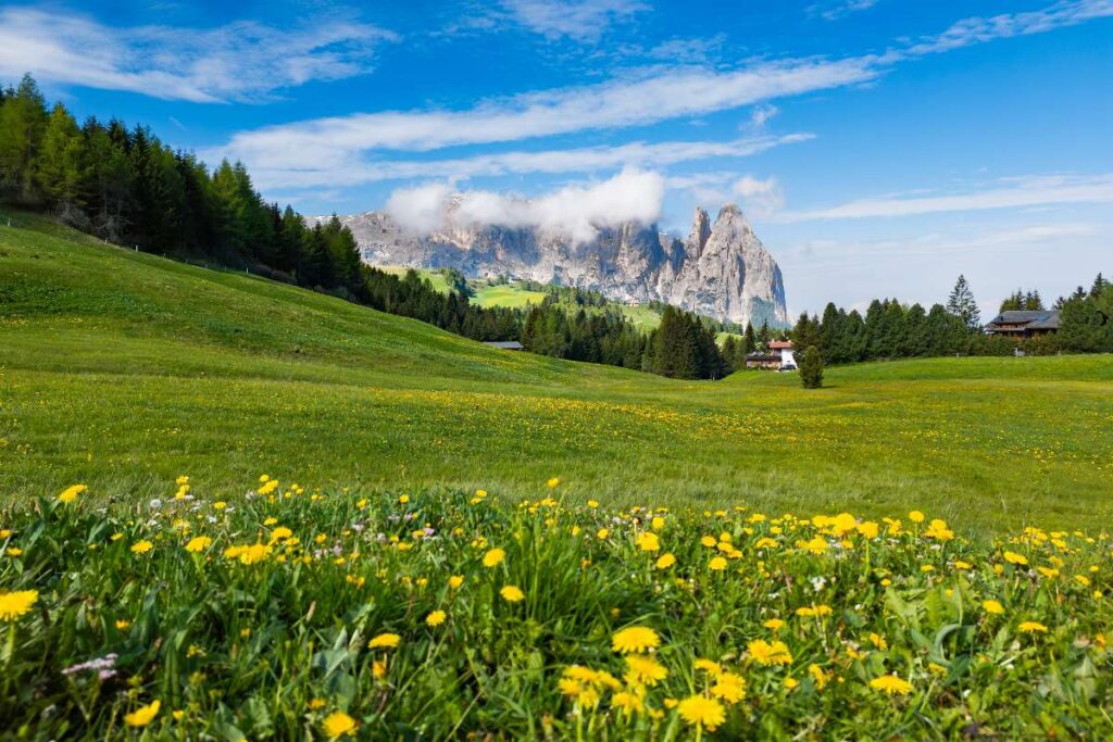 Alpe di Siusi in Alto Adige nel pieno della fioritura primaverile.