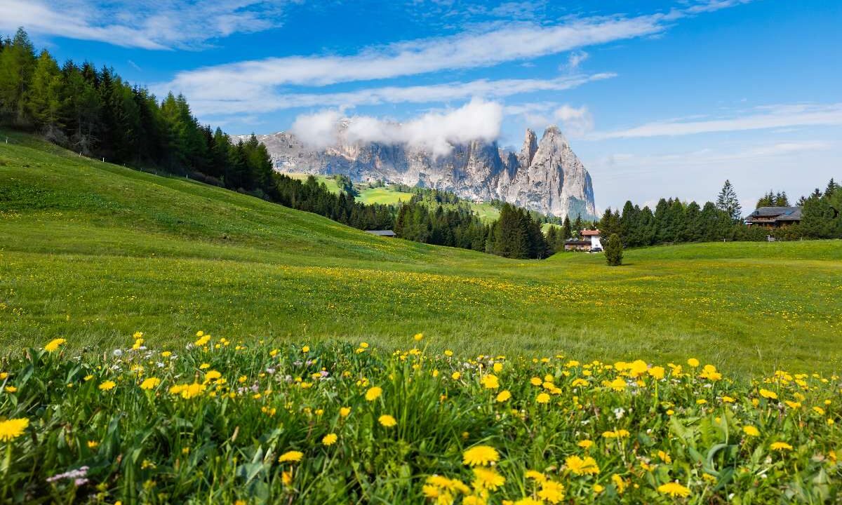Alpe di Siusi in Alto Adige nel pieno della fioritura primaverile.