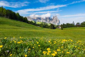 Alpe di Siusi in Alto Adige nel pieno della fioritura primaverile.