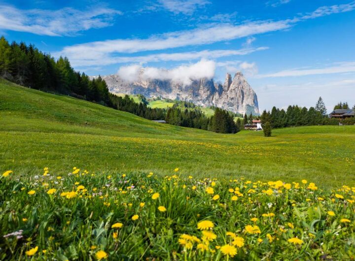 Alpe di Siusi in Alto Adige nel pieno della fioritura primaverile.
