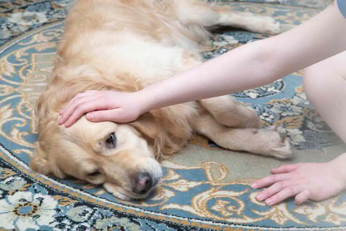 Capire se un cane è malato