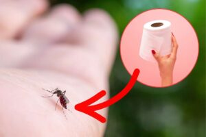 Carta igienica per eliminare le zanzare