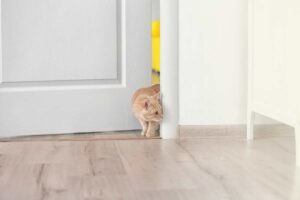 Gatto detesta porte chiuse