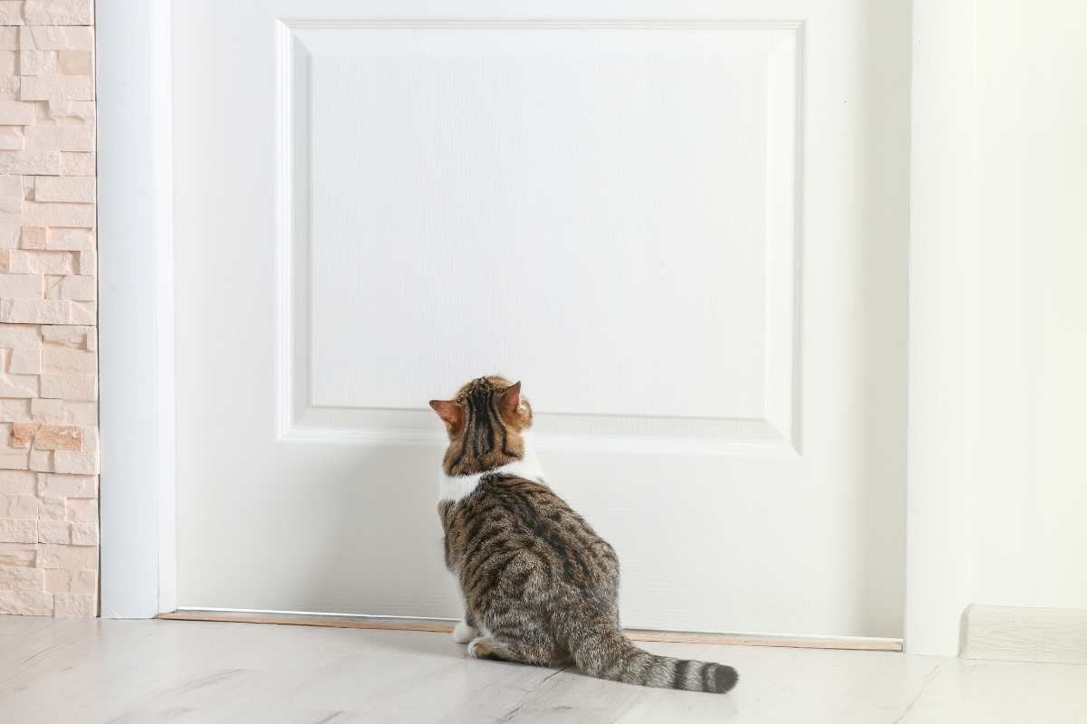 Gatto odia porta chiusa