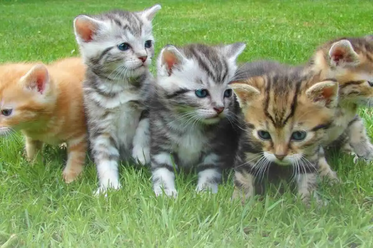Razze di gatti