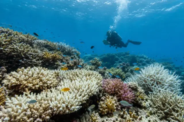 Un subacqueo ispeziona l ecosistema della barriera corallina