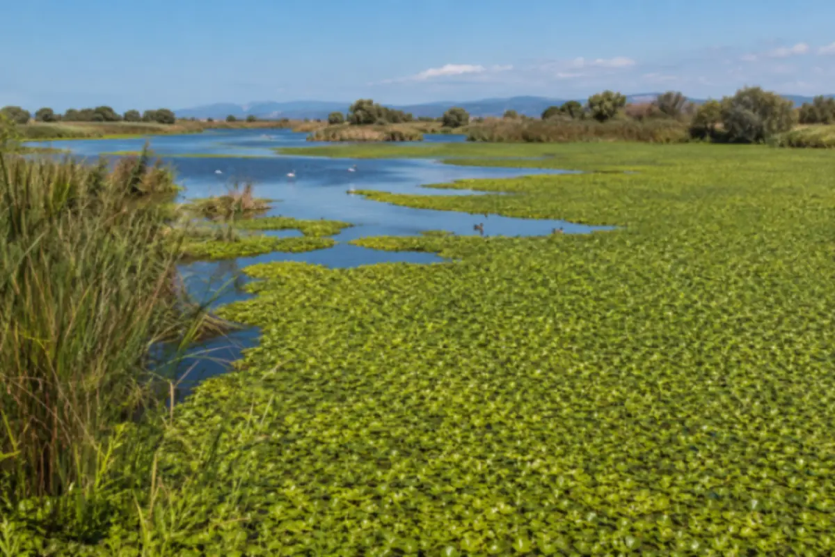 Panoramica stagno con vegetazione