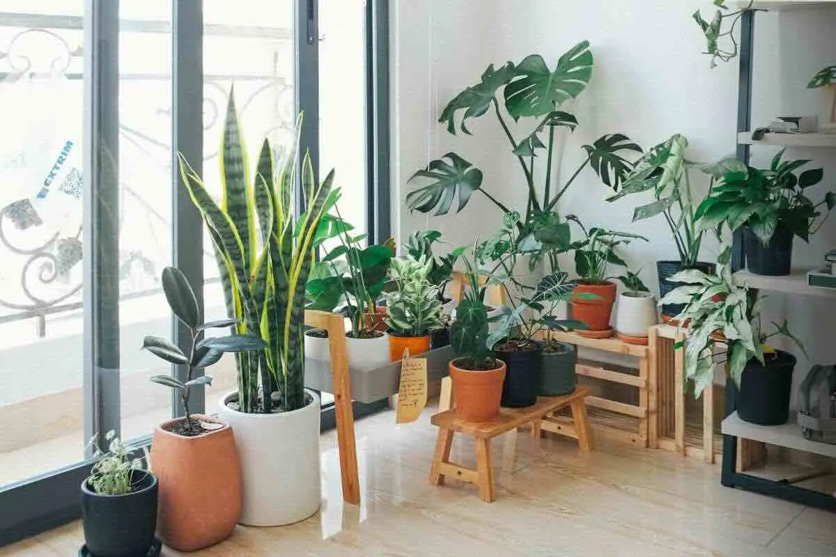 Regole piante da interno