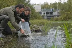 Due tecnici rilasciano piccoli pesci argentati da un contenitore trasparente in un fiume, con impianto sullo sfondo