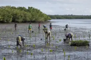Lavoratori piantano giovani mangrovie nel fango di una costa a bassa marea, con bosco di mangrovie sullo sfondo