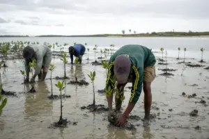 Operatori ambientali piantano giovani mangrovie nel fango di una zona costiera, con laguna sullo sfondo