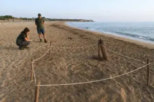Volontari su una spiaggia all’alba vicino a un’area recintata con corde per un nido di tartaruga marina