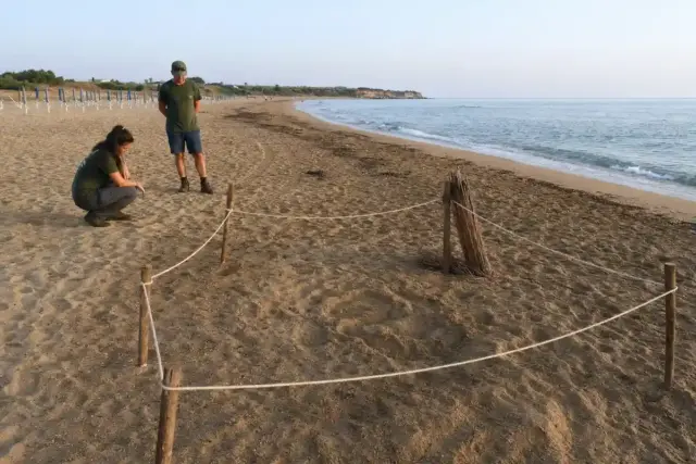 Volontari su una spiaggia all’alba vicino a un’area recintata con corde per un nido di tartaruga marina