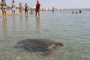 Tartaruga marina in acqua bassa vicino alla riva, mentre alcuni bagnanti e un bagnino osservano a distanza