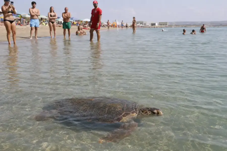 Tartaruga marina in acqua bassa vicino alla riva, mentre alcuni bagnanti e un bagnino osservano a distanza