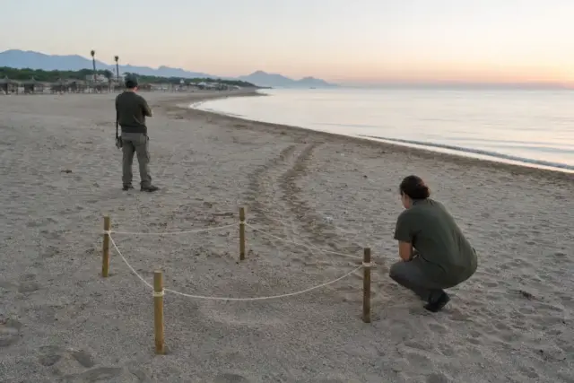 Area recintata per nido di tartaruga sulla spiaggia all’alba, con due volontari e tracce sulla sabbia verso il mare